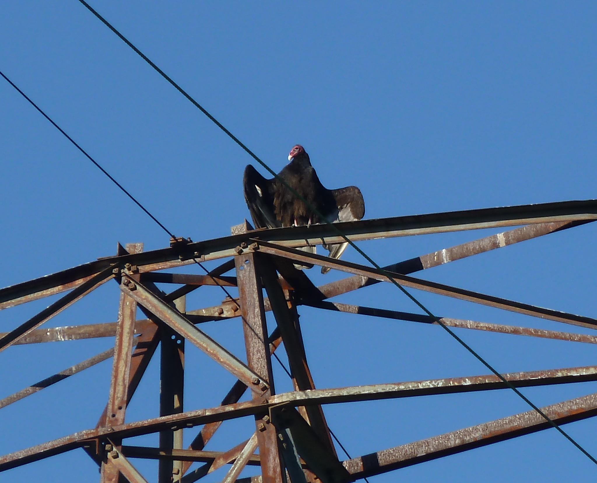 Turkey vulture enjoying the sun.